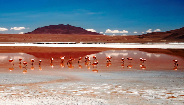 포토 JPG 해외이미지 동물 공원 호수 야생동물 분홍색 여행 백그라운드 자연 조류 산 파노라마 풍경 사람없음 야외 물 파란색 컬러풀 햇빛 뷰티 반사 걷기 사막 마시기 플라밍고 화산 소금 진흙 남쪽 석호 내추럴 이국적 전국 해외202310 해외포토 자연요소 공공시설 컬러 모션 촬영기법 태양 방향 생태계 파일형식
