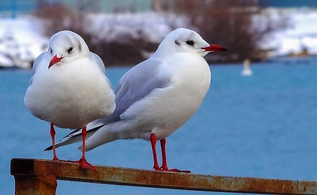 포토 JPG 해외이미지 야생동물 겨울 날개 갈매기 조류 오리 사람없음 파란색 수영 흰색 습지 깃털 시끄러움 물새 해외202310 해외포토 동물 계절 컬러 수상스포츠 파일형식