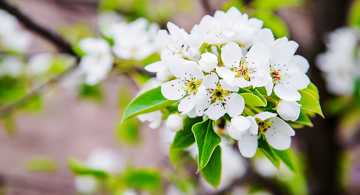 포토 JPG 해외이미지 나무 식물 계절 공원 꽃잎 꽃 분홍색 백그라운드 잎 꽃무늬 농업 과일 자연 하늘 풍경 사람없음 야외 초록색 여름 파란색 빛 햇빛 뷰티 정원 맑음 봄 성장 벚꽃 흰색 나뭇가지 신선 개화 체리 사과 과수원 4월 5월 묘사 원예 내추럴 해외202310 해외포토 공공시설 산업 컬러 무늬 날씨 취미 태양 날짜 생태계 파일형식
