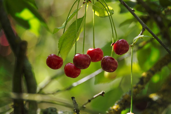 포토 JPG 해외이미지 나무 식물 열매 음식 잎 농업 과일 자연 매달리기 사람없음 빨간색 초록색 정원 활발 수확 나뭇가지 신선 체리 그룹 달콤 다발 유기농 원예 내추럴 숙성 해외202310 해외포토 웰빙 산업 컬러 컨셉 모션 취미 맛 생태계 파일형식