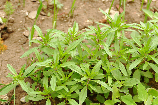 포토 JPG 해외이미지 식물 음식 백그라운드 채소 재료 자연 건강 요리 사람없음 초록색 정원 나뭇가지 신선 허브 향신료 유기농 아로마 향 내추럴 백리향 해외202310 해외포토 나무 웰빙 컬러 생태계 향미료 파일형식