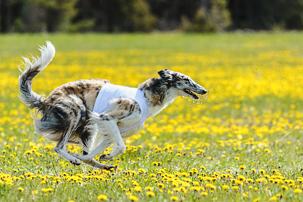 포토 JPG 해외이미지 동물 공원 행복 스포츠 셔츠 밭 포유류 모션 자연 놀이 건강 사람없음 야외 초록색 달리기 햇빛 뷰티 우주 정원 맑음 점프 검은색 경쟁 에너지 레이싱 잡기 개 유혹 강의 테리어 속도 호기심 사냥 사냥개 섬광 순간 순혈 해외202310 해외포토 공공시설 감정 컬러 컨셉 상의 농업 날씨 시합 태양 생태계 파일형식