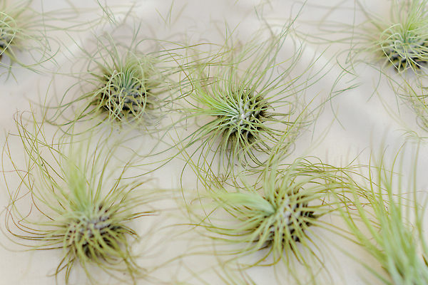 포토 JPG 해외이미지 식물 꽃 백그라운드 잎 꽃무늬 농업 자연 매달리기 사람없음 장식 초록색 뷰티 상점 안개 성장 흰색 개화 센터 배열 질감 철조망 내추럴 이국적 인기 해외202310 해외포토 산업 컬러 무늬 모션 날씨 생태계 파일형식