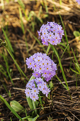 포토 JPG 해외이미지 식물 꽃 분홍색 컬러 밭 자연 씨앗 사람없음 야외 여름 파란색 뷰티 정원 보라색 봄 벚꽃 흰색 민들레 해외202310 해외포토 계절 농업 생태계 파일형식