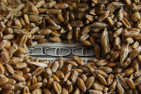 포토 JPG 해외이미지 산업 종이 음식 빵 백그라운드 컨셉 지폐 돈 농업 채소 비즈니스 사람없음 금융 경제 농작물 농장 달러 수확 시골 실패 낟알 가격 시리얼 밀 무역 유기농 귀 밀가루 가스 밀짚 내추럴 밭일 수입 숙성 원자재 해외202310 해외포토 웰빙 곡류 신체부위 재산 좌절 짚 가루 파일형식