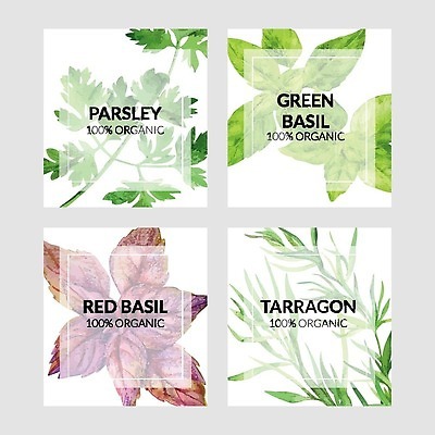 EPS 해외이미지 식물 템플릿 디자인 배너 백그라운드 일러스트 파슬리 요리 빨간색 라벨 세일 주방 신용카드 가격 허브 그림 에코 유기농 레이아웃 손그림 바질 내추럴 벡터 해외202310 해외일러스트 웰빙 컬러 채소 프레임 금융 환경 파일형식