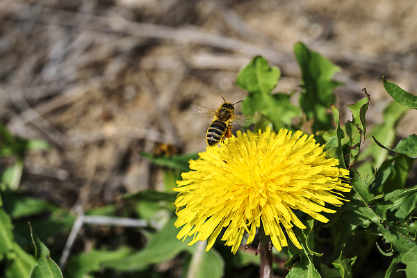포토 JPG 해외이미지 식물 꽃잎 꽃 컬러 곤충 밭 자연 해바라기 사람없음 뷰티 노란색 정원 봄 벚꽃 민들레 데이지 꽃가루 해외202310 해외포토 동물 계절 농업 가루 생태계 파일형식