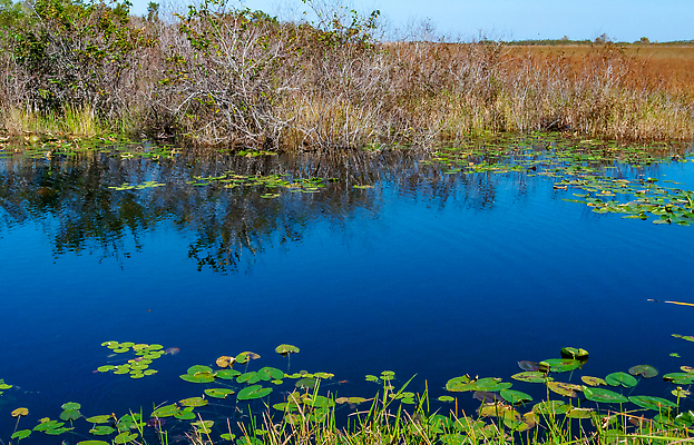포토 JPG 해외이미지 식물 백그라운드 자연 하늘 국립공원 풍경 사람없음 초록색 물 다양 벚꽃 습지 민물 플로리다 해외202310 해외포토 자연요소 공원 꽃 컬러 다수 미국 생태계 파일형식