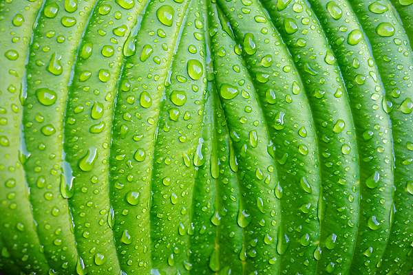 포토 JPG 해외이미지 식물 꽃 컬러 백그라운드 잎 패턴 자연 아침 날씨 사람없음 야외 초록색 물 빛 반사 환경 정원 봄 거품 젖음 성장 물방울 신선 액체 떨어짐 이슬 수분 질감 슛 내추럴 해외202310 해외포토 주간 자연요소 계절 컨셉 무늬 생태계 파일형식