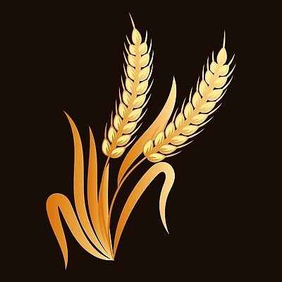 EPS 해외이미지 식물 음식 빵 줄기 밭 농업 일러스트 자연 밥 건강 옥수수 씨앗 농작물 농장 노란색 빵집 수확 황금 낟알 시리얼 밀 다발 심볼 사인 유기농 보리 귀 밀가루 스파이크 밀짚 내추럴 고립 밭일 수수 숙성 호밀 벡터 귀리 해외202310 해외일러스트 웰빙 산업 컬러 곡류 신체부위 상점 짚 가루 생태계 파일형식 사람