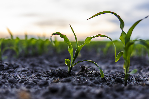 포토 JPG 해외이미지 식물 음식 백그라운드 잎 밭 농업 자연 하늘 새로움 옥수수 씨앗 풍경 사람없음 야외 초록색 여름 빛 농작물 농장 농경지 새싹 환경 정원 흙 봄 성장 시골 저녁 작음 유기농 원예 먼지 내추럴 땅바닥 모종 묘목 생태학 세련 해외202310 해외포토 나무 웰빙 계절 교육 산업 컬러 컨셉 곡류 바닥 취미 야간 크기 생태계 파일형식