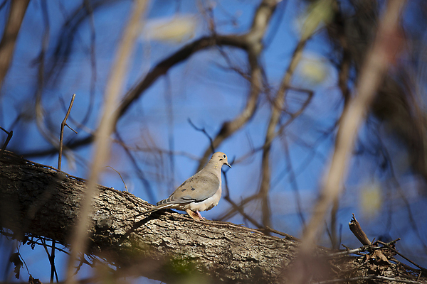 포토 JPG 해외이미지 동물 척추동물 야생동물 과학 백그라운드 패턴 날개 자연 조류 하늘 아침 생물 앉기 사람없음 야외 뷰티 갈색 환경 회색 다양 흰색 나뭇가지 선탠 깃털 비둘기 애도 철새 동물상 뒤뜰 생태학 해외202310 해외포토 주간 나무 교육 컬러 다수 무늬 모션 조형물 생태계 파일형식