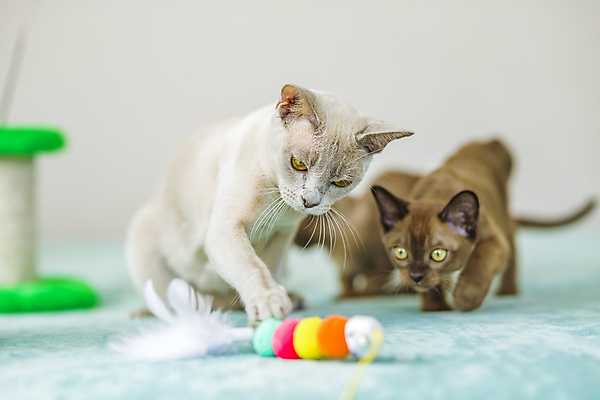 포토 JPG 해외이미지 앉기 사람없음 파란색 장난감 귀여움 고양이 해외202310 해외포토 컬러 컨셉 포유류 모션 반려동물 파일형식