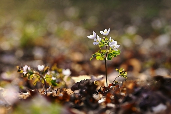 포토 JPG 해외이미지 식물 계절 꽃잎 꽃 컬러 백그라운드 잎 꽃무늬 자연 풍경 사람없음 야외 목재 초록색 빛 태양 뷰티 환경 정원 봄 들꽃 벚꽃 흰색 시골 신선 개화 닫기 숲 작음 허브 묘사 내추럴 생태학 아네모네 해외202310 해외포토 자연요소 나무 교육 무늬 재료 모션 크기 생태계 파일형식