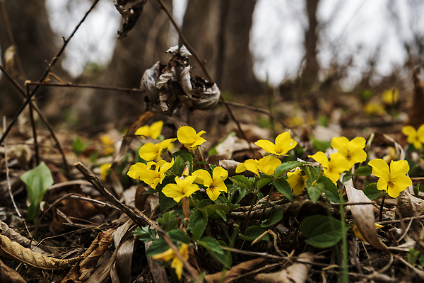 포토 JPG 해외이미지 식물 꽃 잎 자연 사람없음 여름 뷰티 노란색 정원 봄 벚꽃 개화 민들레 허브 해외202310 해외포토 계절 컬러 생태계 파일형식