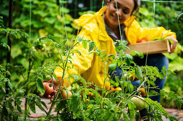 포토 JPG 해외이미지 백인 산업 흑인 농업 토마토 사업가 방울토마토 한명 취미 뷰티 농가 농장 수확 성장 시골 수집 환경보전 원예 냄새 히스패닉 국산 점검 건강식 묘목 숙성 원예사 세련 중소기업 해외202310 해외포토 서양인 나무 직업 1 음식 채소 회사 사람 사회이슈 파일형식