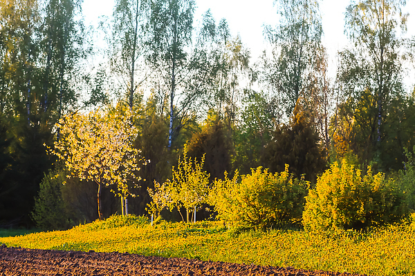 포토 JPG 해외이미지 나무 식물 계절 공원 꽃 행복 유럽 아시아 분홍색 여행 백그라운드 꽃무늬 자연 휴가 풍경 사람없음 야외 초록색 여름 뷰티 정원 일본 봄 낭만 벚꽃 나뭇가지 개화 체리 장면 내추럴 라트비아 랜드마크 리가 해외202310 해외포토 공공시설 감정 나라 컬러 컨셉 무늬 과일 북유럽 생태계 파일형식