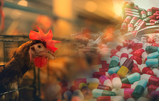 포토 동물 웰빙 산업 컬러 농업 식재료 공업 의학 모션 건물 약 알 닭 바이러스 암컷 닭고기요리 케이지 파일형식 해외202310 사람없음 JPG 해외이미지 치킨 농장 항생제 계란 암탉 가축 알약 반항 새장 베터리 밭일 잡종 상업 막 농사 쌓기 인플루엔자 조류 부리 다듬기 유기농 갈색 먹이 주택 음식 공장 시스템 시장 육류 식물 글로벌 위기 해외포토