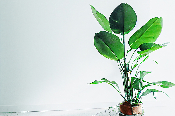 포토 JPG 해외이미지 식물 디자인 벽 가구 백그라운드 컨셉 잎 창문 호텔 바닥 아파트 주택 프레임 실내 사람없음 내부 목재 장식 초록색 빛 3D 바구니 우주 방 흰색 플랫 고급 리빙 무화과 거짓 스칸디나비아 목업 생존 스타일 미니멀리스트 파케트 비어있는 해외202310 해외포토 나무 컬러 생활용품 과일 재료 숙소 건물 디지털합성 파일형식