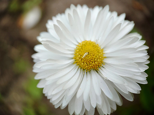 포토 JPG 해외이미지 식물 계절 꽃잎 꽃 컬러 백그라운드 잎 꽃무늬 자연 사람없음 야외 여름 빛 노란색 정원 봄 성장 흰색 신선 개화 약초 원예 데이지 내추럴 마르가리타 캐모마일 그리너리 해외202310 해외포토 무늬 취미 칵테일 풀_식물 허브 생태계 파일형식 트랜드컬러