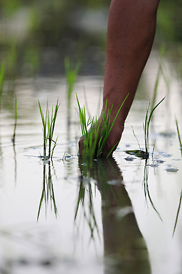 포토 JPG 해외이미지 손 한명 성인 신체부위 새싹 하반신 성장 쌀 농부 모내기 논밭 심기 성인한명만 해외포토 식물 직업 1 밭 농업 모션 곡류 논 사람 성인만 파일형식