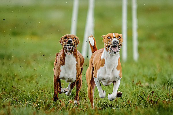 포토 JPG 해외이미지 동물 공원 행복 스포츠 셔츠 밭 포유류 모션 자연 놀이 건강 사람없음 야외 초록색 달리기 햇빛 뷰티 우주 정원 맑음 점프 검은색 경쟁 에너지 레이싱 잡기 개 유혹 강의 테리어 속도 호기심 사냥 사냥개 섬광 순간 순혈 해외202310 해외포토 공공시설 감정 컬러 컨셉 상의 농업 날씨 시합 태양 생태계 파일형식