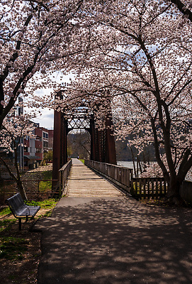 포토 JPG 해외이미지 나무 꽃 길 사람없음 건물 강 컬러풀 미국 봄 벚꽃 도시 도심 오솔길 철 타운 선로 해외202310 해외포토 식물 건축물 계절 컬러 북아메리카 파일형식