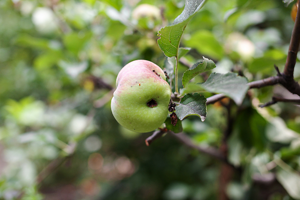 포토 JPG 해외이미지 나무 식물 음식 곤충 백그라운드 잎 농업 과일 자연 건강 사람없음 초록색 여름 농작물 농장 갈색 정원 손상 수확 성장 가을 나뭇가지 신선 점 구멍 달콤 해충 벌레 질병 사과 과수원 유기농 애벌레 내추럴 기생충 나쁜 농약 숙성 썩음 해외202310 해외포토 동물 웰빙 계절 산업 컬러 컨셉 의학 바이러스 맛 생태계 파일형식
