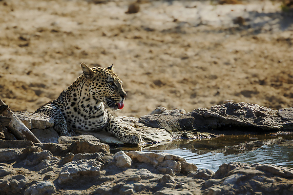 포토 JPG 해외이미지 동물 야생동물 포유류 아프리카 자연 국립공원 사람없음 야외 가로 관광지 고양이 사막 황무지 사파리 표범 나미비아 남아프리카 보츠와나 보호구역 칼라하리 건조기후 해외202310 해외포토 공원 나라 여행 반려동물 생태계 구역 파일형식