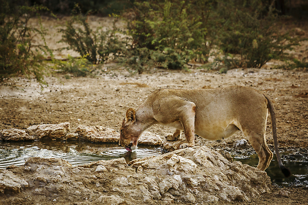 포토 JPG 해외이미지 동물 야생동물 포유류 아프리카 자연 국립공원 사람없음 야외 옆모습 가로 관광지 고양이 사막 마시기 황무지 사자 사파리 서식지 나미비아 남아프리카 보츠와나 암사자 칼라하리 건조기후 해외202310 해외포토 공원 나라 뷰포인트 여행 모션 반려동물 암컷 생태계 파일형식
