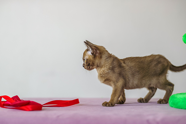 포토 JPG 해외이미지 리본 새끼 서기 사람없음 걷기 귀여움 고양이 해외202310 해외포토 동물 컨셉 포유류 모션 반려동물 파일형식