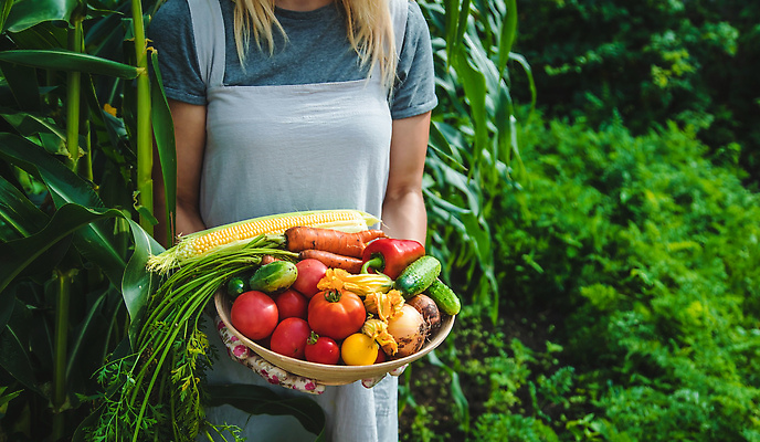 포토 JPG 해외이미지 식물 손 배너 음식 백그라운드 밭 농업 토마토 채소 자연 건강 사람 사람없음 야외 빨간색 초록색 농작물 상자 농장 정원 당근 수확 성장 신선 잡기 시장 농부 상추 나무상자 수집 먹기 가득함 유기농 원예 날것 내추럴 바이오 밭일 숙성 원예사 채식주의자 카피스페이스 해외202310 해외포토 직업 웰빙 산업 컬러 모션 뿌리채소 취미 신체부위 공백 생태계 채식 파일형식