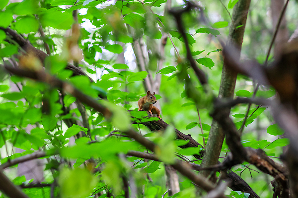 포토 JPG 해외이미지 나무 동물 1 디자인 공원 야생동물 백그라운드 잎 오렌지 장난 포유류 자연 생물 털 미술 사람없음 야외 목재 빨간색 초록색 뷰티 갈색 회색 견과류 흰색 나뭇가지 아기 설치류 숲 작음 만화 모피 먹기 심볼 꼬리 다람쥐 도토리 솜털 서식지 내추럴 해외202310 해외포토 식물 공공시설 컬러 과일 재료 모션 문화예술 사람 크기 생태계 파일형식