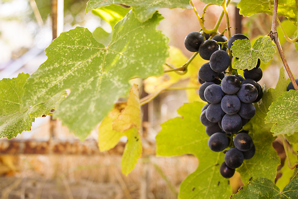 포토 JPG 해외이미지 식물 음식 백그라운드 농업 과일 자연 포도 건강 사람없음 빨간색 초록색 물 여름 파란색 와인 보라색 검은색 어둠 수확 가을 나뭇가지 신선 닫기 달콤 맛 떨어짐 다발 유기농 질감 포도밭 포도나무 비타민 내추럴 고립 숙성 조지아 채식주의자 해외202310 해외포토 자연요소 나무 웰빙 계절 산업 컬러 컨셉 밭 모션 주류 과일나무 생태계 채식 동유럽 영양소 파일형식