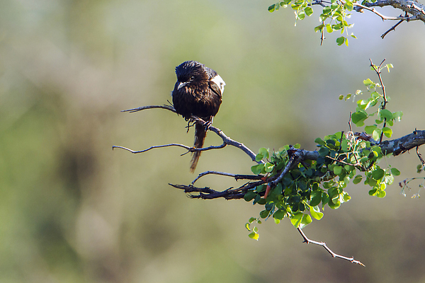 포토 JPG 해외이미지 동물 야생동물 아프리카 자연 조류 국립공원 사람없음 가로 보호 사파리 남아프리카 보호구역 크루거 해외202310 해외포토 공원 나라 컨셉 생태계 남아프리카공화국 구역 파일형식