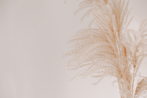 포토 JPG 해외이미지 식물 계절 결혼 백그라운드 자연 추상 건조 사람없음 장식 빛 뷰티 갈색 노란색 우주 환경 수확 시골 황금 묘사 에코 유기농 부드러움 솜털 내추럴 엘리먼트 스타일 카피스페이스 비어있는 해외202310 해외포토 웰빙 컬러 무늬 농업 이벤트 공백 감각 생태계 파일형식