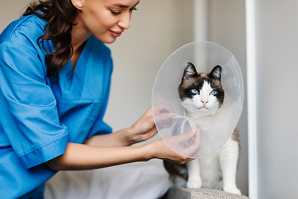 포토 JPG 해외이미지 여자 건강 병원 한명 상반신 성인 옆모습 치료 고양이 수의사 성인여자한명만 넥카라 해외202310 해외포토 반려용품 1 뷰포인트 포유류 의학 사람 반려동물 의사 오브젝트 여자한명만 성인여자만 파일형식
