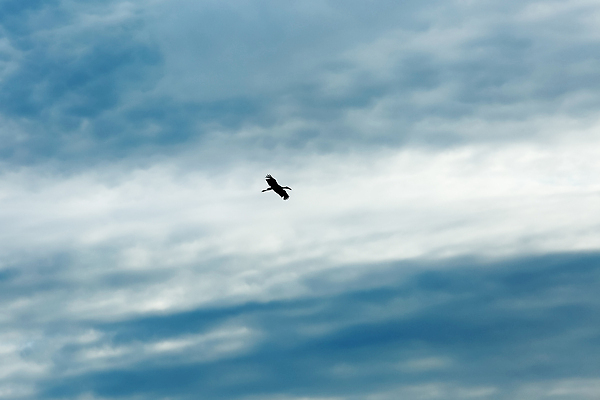 포토 JPG 해외이미지 구름 1 실루엣 백그라운드 자연 조류 하늘 사람없음 환경 자유 깃털 혼자 해외202310 해외포토 자연요소 동물 컨셉 촬영기법 생태계 파일형식