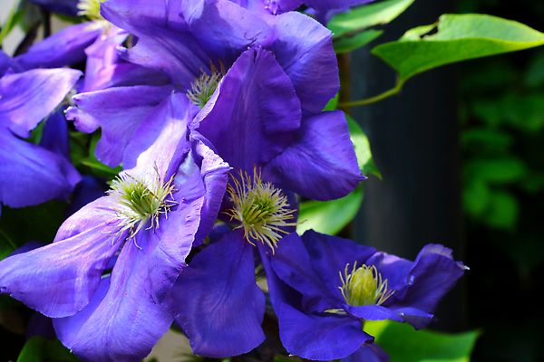 포토 JPG 해외이미지 식물 계절 꽃잎 꽃 분홍색 컬러 백그라운드 잎 꽃무늬 밭 태국 자연 아침 사람없음 야외 장식 초록색 여름 컬러풀 뷰티 노란색 환경 정원 보라색 봄 활발 낭만 들꽃 수확 성장 벚꽃 흰색 신선 개화 허브 코스모스 원예 꽃가루 내추럴 해외202310 해외포토 주간 아시아 컨셉 무늬 농업 취미 가루 생태계 파일형식
