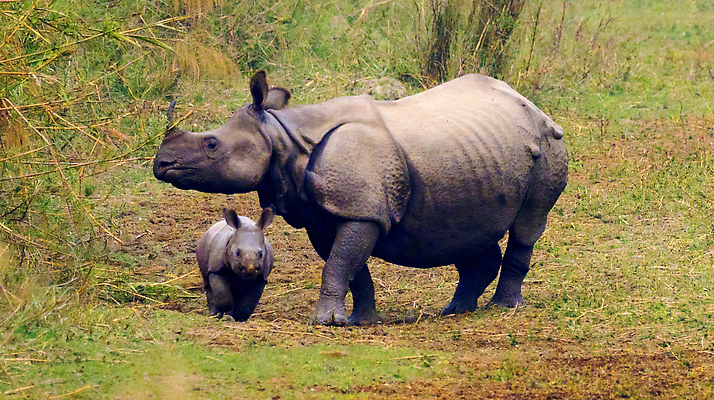 포토 JPG 해외이미지 동물 척추동물 공원 야생동물 여행 자연 휴가 휴식 뿔 항해 국립공원 동양인 사람없음 환경 다양 행운 보호 숲 인도인 사파리 생태계 생물학 네팔 코뿔소 서식지 동물상 무료 보호구역 생태학 원정 해외202310 해외포토 외국인 공공시설 교육 아시아 다수 컨셉 배_교통 포유류 인종 조형물 구역 파일형식