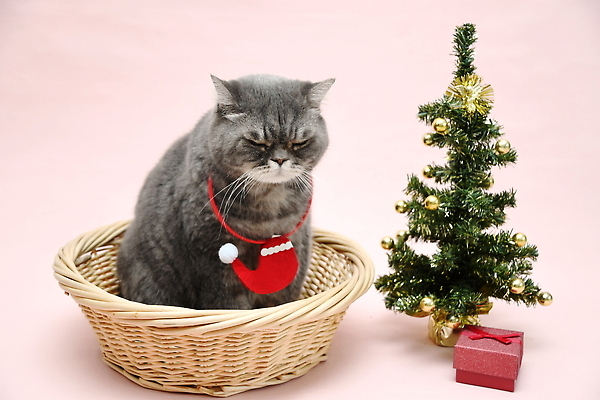 포토 JPG 해외이미지 옷 계절 백그라운드 크리스마스 겨울 장난 포유류 휴식 영국 새해 주택 털 실내 선물 앉기 사람없음 장식 빛 반려동물 뷰티 크리스마스트리 산타클로스 파티 고양이 회색 축하 유머 호기심 보케 솜털 해외202310 해외포토 동물 기념일 감정 유럽 컬러 컨셉 모션 이벤트 내부 건물 파일형식