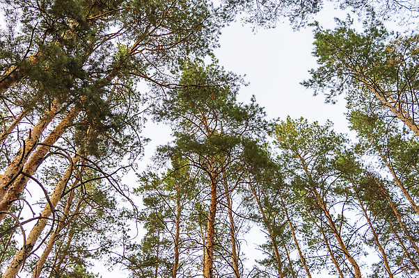 포토 JPG 해외이미지 모양 나무 식물 전통 음식 패턴 과일 자연 하늘 씨앗 사람없음 목재 옆모습 장식 가로 초록색 파란색 한개 뷰티 갈색 맑음 봄 견과류 나뭇가지 소나무 바늘 오픈 그룹 닫기 숲 묘사 질감 솔방울 상록수 침엽수 반대 전나무 원뿔 내추럴 삼나무 울퉁불퉁 채식주의자 해외202310 해외포토 도형 1 계절 뷰포인트 컬러 무늬 재료 모션 날씨 도구 생태계 채식 파일형식