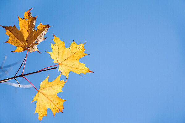 포토 JPG 해외이미지 나무 식물 계절 공원 컬러 백그라운드 단풍 잎 오렌지 자연 하늘 추상 풍경 사람없음 야외 빨간색 초록색 파란색 빛 컬러풀 햇빛 태양 뷰티 갈색 노란색 가을 나뭇가지 변화 황금 숲 10월 내추럴 강렬 카피스페이스 국경 해외202310 해외포토 자연요소 공공시설 컨셉 무늬 과일 공백 날짜 생태계 파일형식