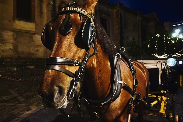 포토 JPG 해외이미지 전통 문화 여행 가이드 휴가 거리 사람없음 갈색 머리 성당 여행객 카트 도시 센터 스페인 닫기 승차 야간 저녁 주차 정사각형 광장 마차 남쪽 굴레 비어있는 해외202310 해외포토 자연요소 도형 직업 유럽 교통수단 컬러 종교건축 모션 사람 신체부위 방향 파일형식