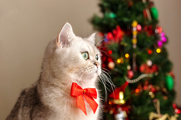 포토 JPG 해외이미지 나무 동물 디자인 행복 크리스마스 넥타이 휴가 새로움 새해 주택 기념 선물 앉기 사람없음 장식 반려동물 컬러풀 파티 귀여움 축제 고양이 흰색 축하 인사 달콤 연도 초대 크리스마스이브 가문비나무 해외202310 해외포토 식물 잡화 기념일 감정 컬러 컨셉 포유류 모션 이벤트 건물 예절 맛 파일형식