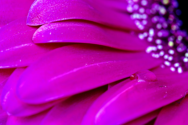 포토 JPG 해외이미지 꽃 분홍색 잎 자연 사람없음 초록색 뷰티 봄 젖음 벚꽃 해외202310 해외포토 식물 계절 컬러 생태계 파일형식