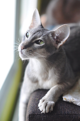 포토 JPG 해외이미지 동물 응시 행복 컬러 신체 창문 베개 발 아침 날씨 수염 앉기 동양인 사람없음 반려동물 뷰티 귀여움 고양이 전시 꿈 듣기 회색 잠 우아함 큼 꼬리 귀 타입 수의사 거짓말 기르기 단아함 지능 특별함 해외202310 해외포토 주간 시선 감정 컨셉 포유류 침구 모션 인종 신체부위 의사 크기 돌봄 파일형식