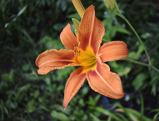 포토 JPG 해외이미지 모양 식물 공원 꽃잎 꽃 줄기 컬러 백그라운드 잎 꽃무늬 오렌지 자연 사람없음 야외 장식 빨간색 초록색 여름 컬러풀 뷰티 노란색 정원 맑음 봄 벚꽃 개화 백합 허브 녹색배경 8월 7월 해외202310 해외포토 계절 공공시설 무늬 과일 날씨 날짜 생태계 파일형식