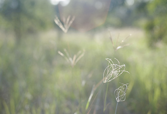 포토 JPG 해외이미지 식물 자연 사람없음 초록색 안개 시골 개화 황무지 복잡 생태학 카피스페이스 해외202310 해외포토 교육 꽃 컬러 컨셉 날씨 공백 생태계 파일형식