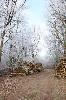 포토 JPG 해외이미지 겨울 사람없음 목재 초록색 울타리 쌓기 금속 냉동 얼음 에너지 추위 흰색 벽난로 서리 통나무 철사 덩어리 해외202310 해외포토 자연요소 나무 계절 컬러 재료 모션 재질 담장 파일형식